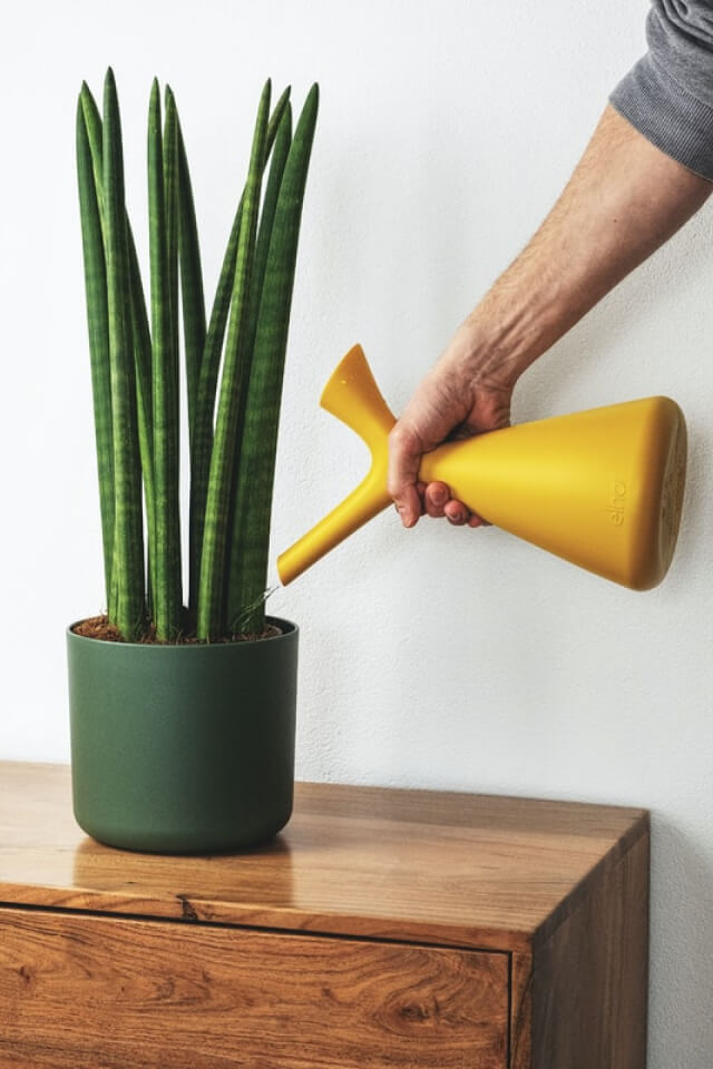 plants-shop-product-gallery-img-9 plants shop product gallery img 9