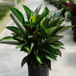 calathea beauty star