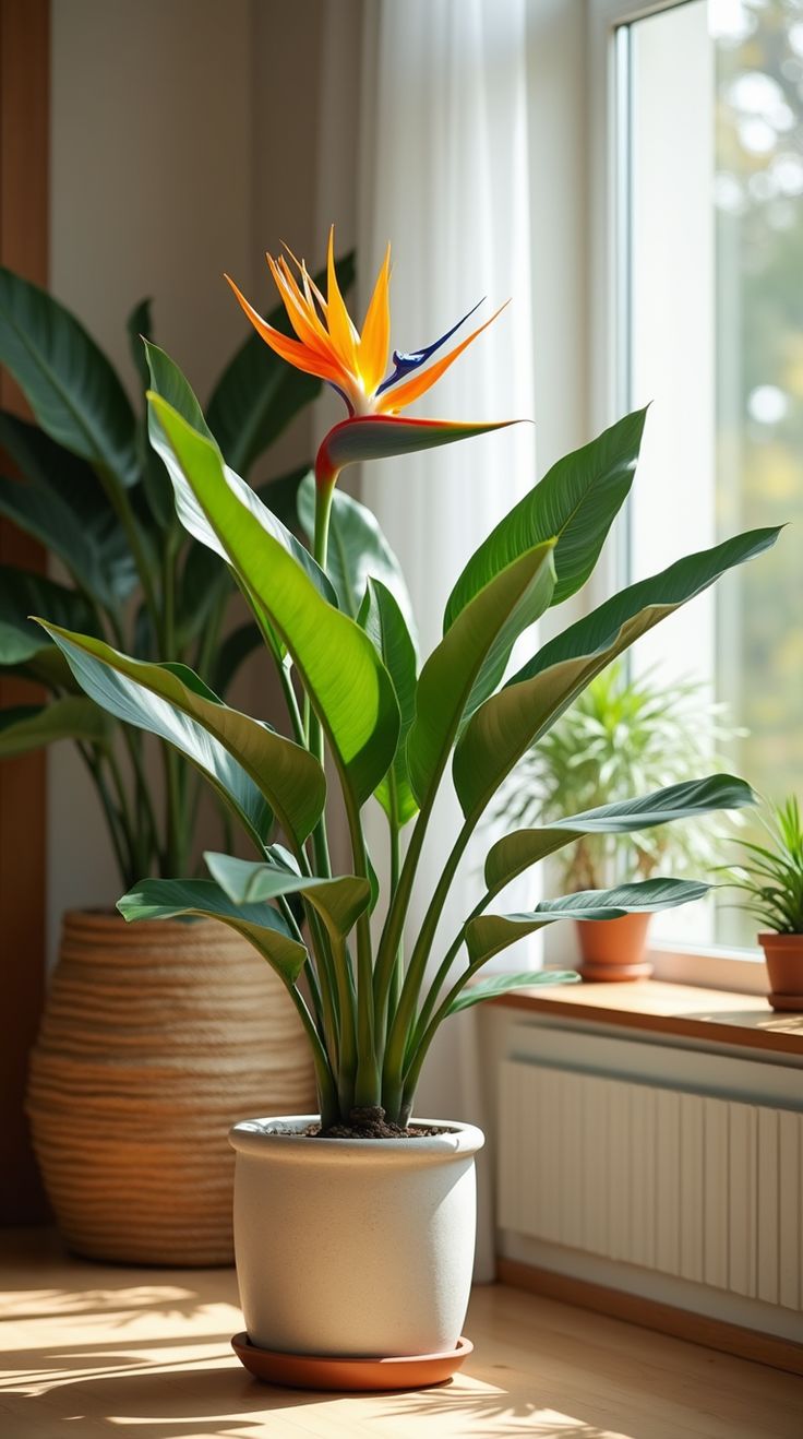 calathea beauty star calathea beauty star