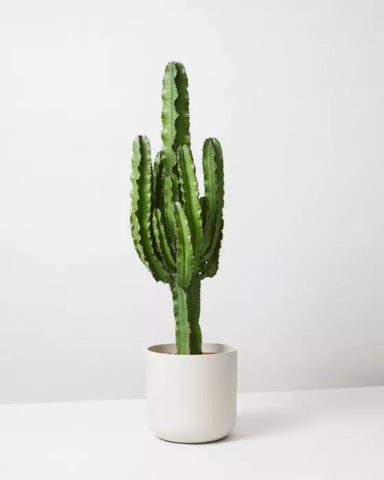 euphorbia ingens euphorbia ingens