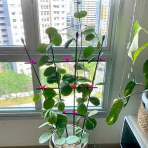 calathea beauty star